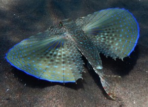 pesce volante