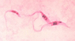 Trypanosoma_cruzi_crithidia